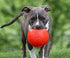 Jolly Pets Medium Soccer Ball Floating-Bouncing Dog Toy, 6 inch Diameter, Orange (SB06 OR)...