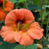 Outsidepride Tropaeolum Nasturtium Vesuvius Climbing, Vining, Flowering, Plants for Trellis, Fences, Arbors & More - 200 Seeds...