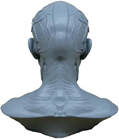 airgoesin Human Model Craft Anatomy Skull Head Muscle Bone Medical Artist Drawing Study (Blue)...