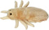 Giant Microbes Louse Plush – Learn About Lice and How to Treat Them, Fun Educational Gift for Family, Friends Doctors, Nurses, Scientists, Insect ...