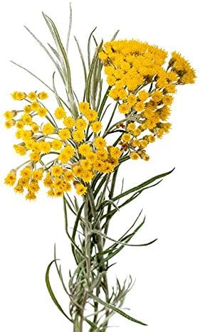 ArOmis Helichrysum Gymnocephalum Essential Oil - Organic - 100% Pure Premium Grade Oil - 10mL (.34 Fl Oz) - for Aromatherapy Diffusers -...