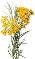 ArOmis Helichrysum Gymnocephalum Essential Oil - Organic - 100% Pure Premium Grade Oil - 10mL (.34 Fl Oz) - for Aromatherapy Diffusers -...