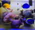 Ceramic Shelters, 2 pcs, Fish Tank Accessories, Fish House, Swim Holes Aquatic, Aquarium Cave for Freshwater and Saltwater Fish Tank, Pets to Bree...