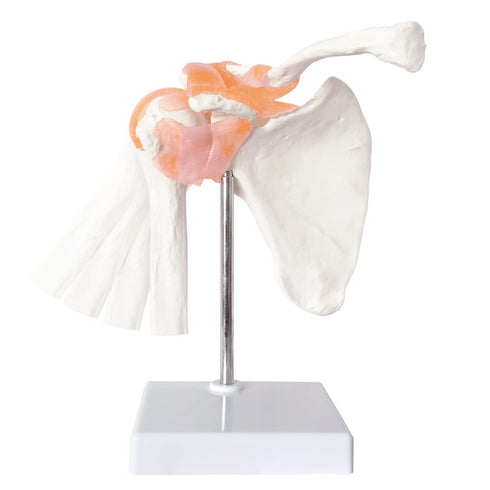 Anatomical Shoulder Joint Model Medical Anatomy Skeleton, Human Body Shoulder Ligament Model Anatomy Replica of Norma Shoulder Joint for Doctors O...