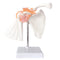 Anatomical Shoulder Joint Model Medical Anatomy Skeleton, Human Body Shoulder Ligament Model Anatomy Replica of Norma Shoulder Joint for Doctors O...