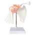 Anatomical Shoulder Joint Model Medical Anatomy Skeleton, Human Body Shoulder Ligament Model Anatomy Replica of Norma Shoulder Joint for Doctors O...