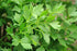 Health Embassy Lovage Leaf | Levisticum Officinale L | 100% Natural (50g)...