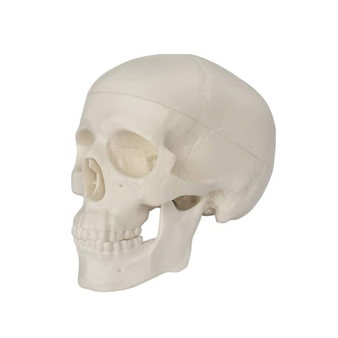 Mini Human Skull Model, 3 Parts Palm-Sized Anatomy Skull Model with Removable Skull Cap & Full Set Teeth, School Teaching-Learning Tool, Fun Decor...