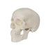 Mini Human Skull Model, 3 Parts Palm-Sized Anatomy Skull Model with Removable Skull Cap & Full Set Teeth, School Teaching-Learning Tool, Fun Decor...