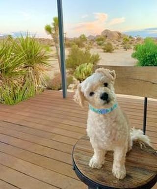 Spring Summer Dog Collar 2 Pack, Flamingos Cactus Print Medium Dog Collar, Hawaiian Collar for Boy Girl Dogs...