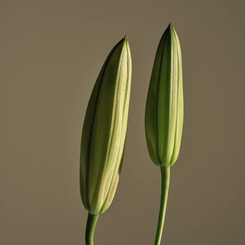 A'ddict Solid Perfume - Muguet 313, Muguet & Green Scent for Women, 1.01 fl.oz / 30ml, Alcohol-Free, Perfect for Travel...