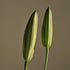 A'ddict Solid Perfume - Muguet 313, Muguet & Green Scent for Women, 1.01 fl.oz / 30ml, Alcohol-Free, Perfect for Travel...