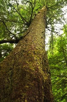 Spruce Hemlock Essential Oil (Tsuga Canadensi) 100% Pure Grade - 5 ML...