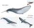 Solid Sea Animals Educational Toys,Simulation Ocean Shark Sea Creature Toy for Toddlers Kids (Blue Whale)...