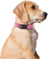 Reflective Dog Collar for Small,Medium, and Large Dogs,Ajustable Nylon Dog Collars with Quick Release Buckle,Pink M...