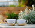 Art of Tea | White Coconut Crème 1.5oz | Artisan Loose Leaf Tea Tin...
