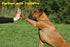 Replacement ¾” Collar Strap Bands with Double Buckle Loop for All Brands of Pet Shock Bark e Collars and Fences....