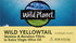 Wild Planet Wild Yellowtail Fillets in Organic Extra Virgin Olive Oil, Skinless & Boneless, Tinned Fish, Sustainably Wild-Caught, Non-GMO, Kosher,...