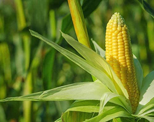 Food to Live Organic Super Sweet Corn, 4 Ounces - Freeze-Dried Kernels, Non-GMO, Kosher, Healthy Snack, Bulk, Grown in the USA...