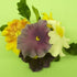 JEM Pansy & Violet Fondant Cutters, for Cake Decorating, Set of 4...