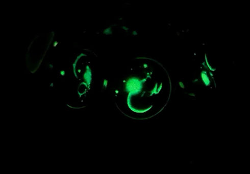 Zodiac 12 Constellation Glow In The Dark Creative Galaxy keychain...