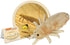 Giant Microbes Louse Plush – Learn About Lice and How to Treat Them, Fun Educational Gift for Family, Friends Doctors, Nurses, Scientists, Insect ...