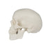 Mini Human Skull Model, 3 Parts Palm-Sized Anatomy Skull Model with Removable Skull Cap & Full Set Teeth, School Teaching-Learning Tool, Fun Decor...