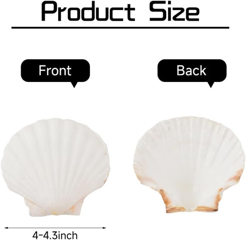 6PCS 4inch Scallop Shells, White Sea Shell for Crafting, DIY Painting, Home Wedding Decoration Natural Scallop Shells...