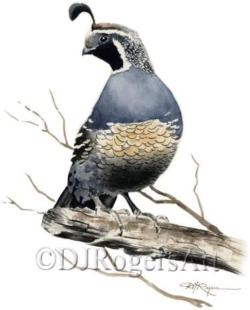 California Quail Watercolor Art Print by Artist DJ Rogers...