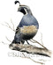 California Quail Watercolor Art Print by Artist DJ Rogers...