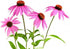 Echinacea Herb - Echinacea purpurea Loose Leaf C/S 100% from Nature (4 oz)...