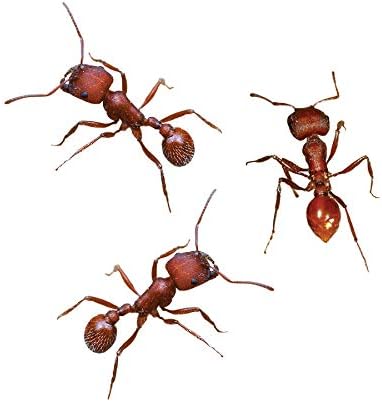 Insect Lore Two Tubes of Live Ants | 50 Live Harvester Ants | with Ant Life Cycle Stages Figurines...