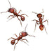 Insect Lore Two Tubes of Live Ants | 50 Live Harvester Ants | with Ant Life Cycle Stages Figurines...