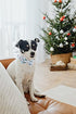 Unique style paws Christmas Dog Collar, Pet Collar Dog Bow tie Collar Gift for Girl or Boy Dogs, Adjustable Dog Collar for X-Large Dogs...