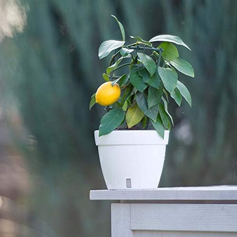 7.1 Inch Self Watering Planter - Modern Flower Pot with Water Level Indicator for All House Plants, Flowers, Herbs (Diameter 7.1", Shade/White)...