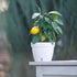 7.1 Inch Self Watering Planter - Modern Flower Pot with Water Level Indicator for All House Plants, Flowers, Herbs (Diameter 7.1", Shade/White)...