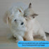 Pet Hair Remover Brush Set 3 Pack - Perfect for Removing Hair and Lint - Extra Gift for Your Pet Grooming!...