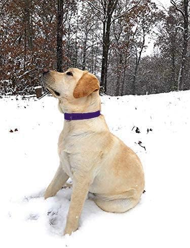 Regal Dog Products Small Purple Dog Collar with Heavy Duty Double Buckle & D Ring | Vinyl Coated, Custom Fit, Adjustable Biothane Dog Collar | Che...
