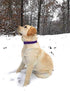 Regal Dog Products Small Purple Dog Collar with Heavy Duty Double Buckle & D Ring | Vinyl Coated, Custom Fit, Adjustable Biothane Dog Collar | Che...