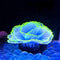 Aquarium Fish Tank Ornament Glowing Silicone Aquarium Ornaments Artificial Simulation Strip Coral Plant Decorations Landscape (blue)...