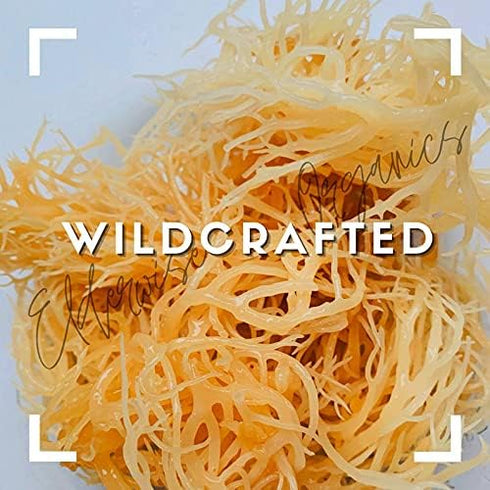 Sea Moss | WILDCRAFTED | 2.5 oz that makes 64 oz of gel | Raw + Non GMO | Sundried | MINERAL RICH | Saint Lucia Sea Moss | GOLDEN...