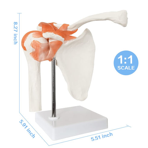 Anatomical Shoulder Joint Model Medical Anatomy Skeleton, Human Body Shoulder Ligament Model Anatomy Replica of Norma Shoulder Joint for Doctors O...