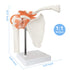 Anatomical Shoulder Joint Model Medical Anatomy Skeleton, Human Body Shoulder Ligament Model Anatomy Replica of Norma Shoulder Joint for Doctors O...