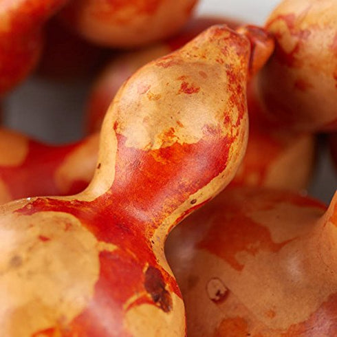 12 Piece Package Mottled Orange Dried Natural Gourds | Dried Gourds for Fall Decor...
