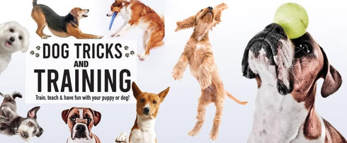 Hinkler Dog Tricks and Training Box Set - Pet Care Guide - Dog Training - Household Essentials -Exclusive Access to Online Dog Training Videos - C...