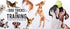 Hinkler Dog Tricks and Training Box Set - Pet Care Guide - Dog Training - Household Essentials -Exclusive Access to Online Dog Training Videos - C...