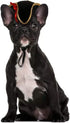 BinaryABC Halloween Pet Pirate Hat,Halloween Pet Dog Cosplay Costume Accessory Photo Props,15 x 11 x 5.5cm...