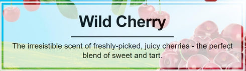 LITTLE TREES Car Air Freshener | Hanging Paper Tree for Home or Car | Wild Cherry | 24 Pack...