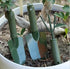 3 Pieces Small Gardening Hand Shovel Garden Trowel Transplanter Lightweight Comfortable Ergonomic Handle Gardening Tool Set Potted Plants Handle G...