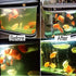 3W Aquarium Clean Light Fish Tank Algae Clean Light Green Water Clean Fish Tank Water Clean Lamp for Sump Pond Filter Tank...